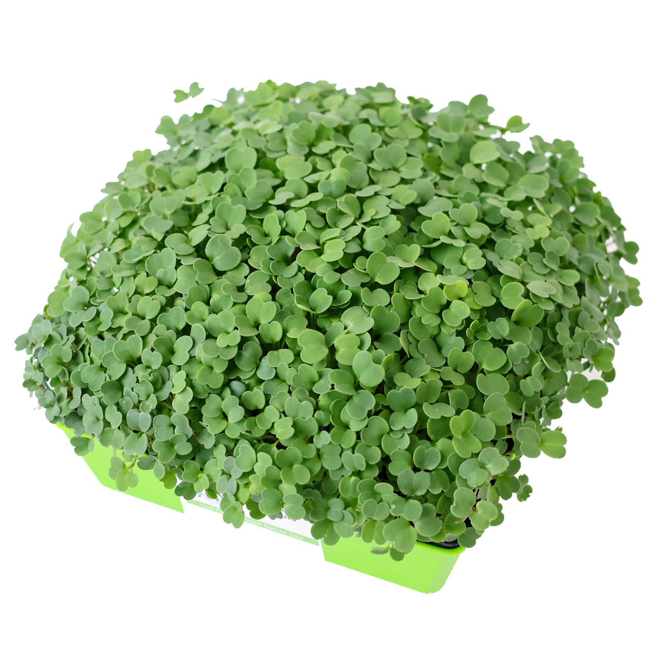 Arugula Microgreens