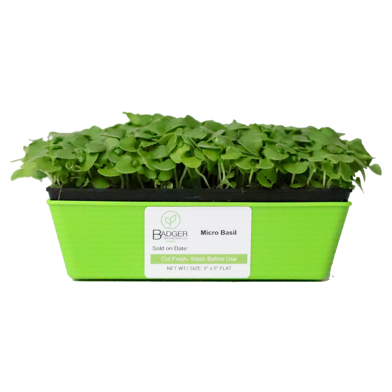 Basil Microgreens