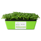 Basil Microgreens