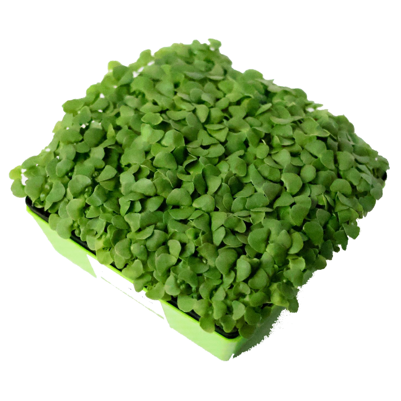 Basil Microgreens