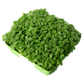 Basil Microgreens