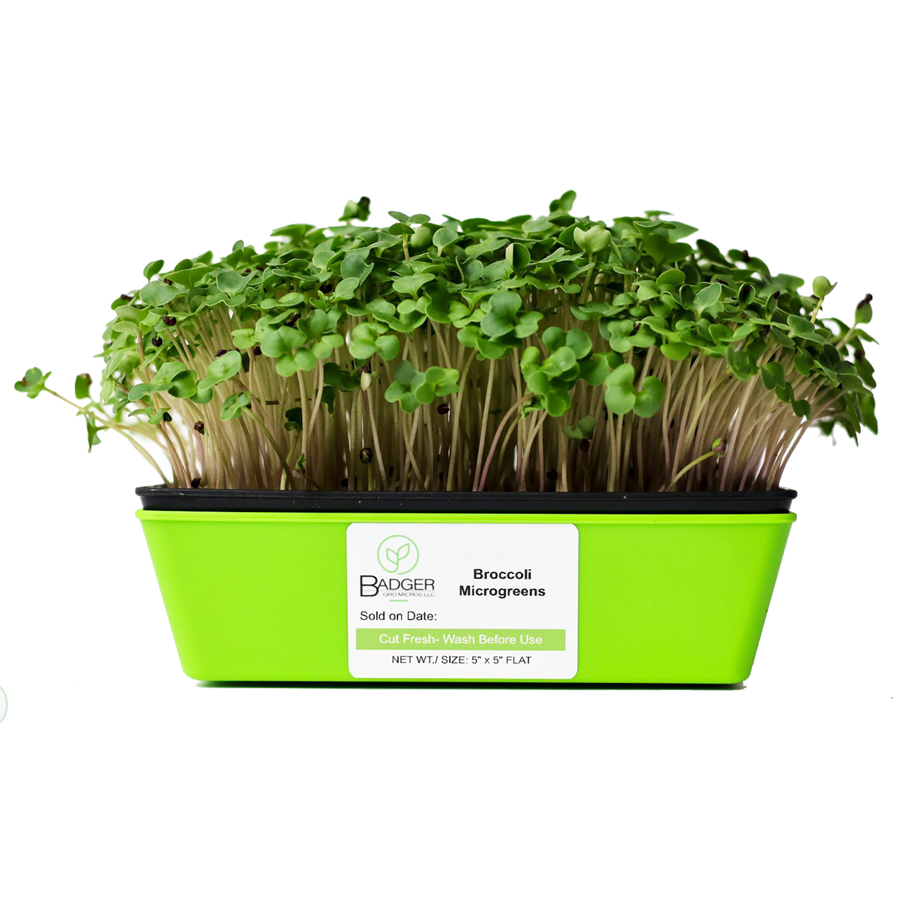 Broccoli Microgreens