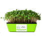 Broccoli Microgreens