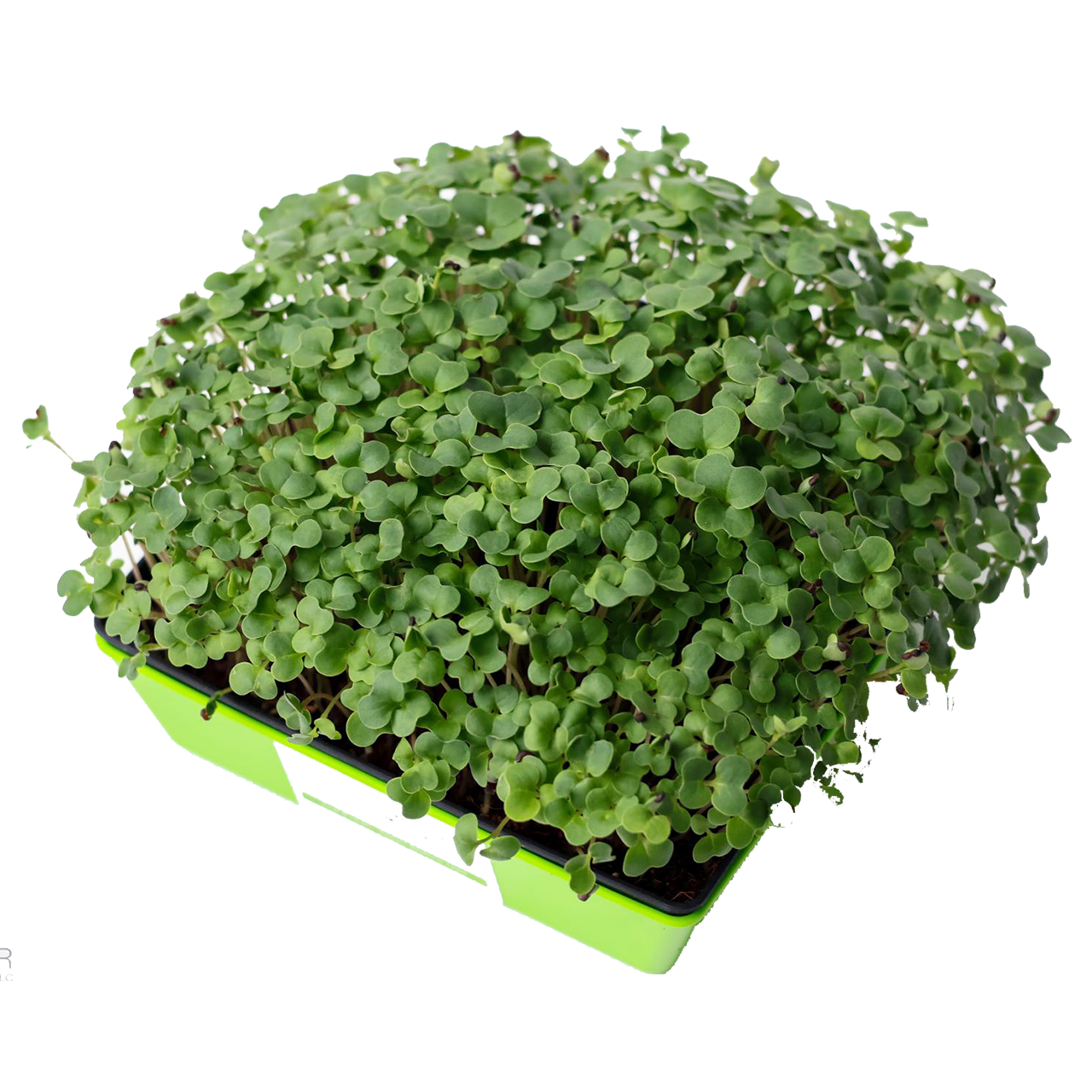 Broccoli Microgreens