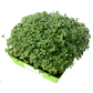 Broccoli Microgreens