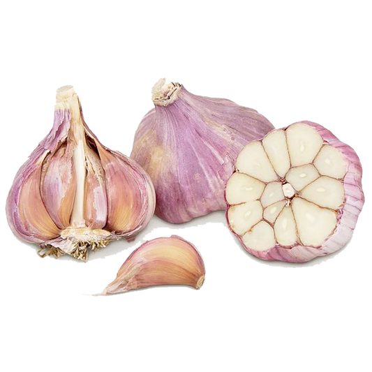 Garlic - Hard Neck Purple Russian Garlic