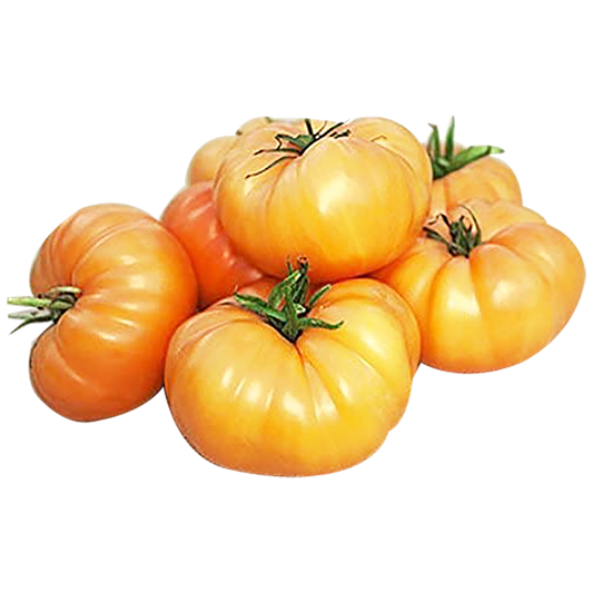 Orange Beefsteak Tomatoes - Chemical Free