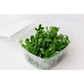 Pea Shoots Microgreens - Precut