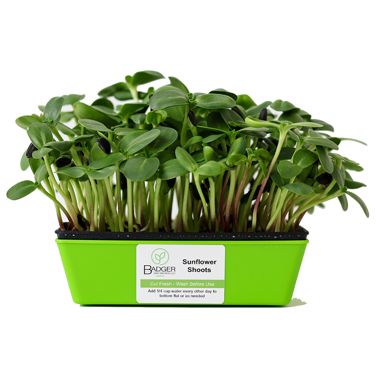 Sunflower Shoots Microgreens