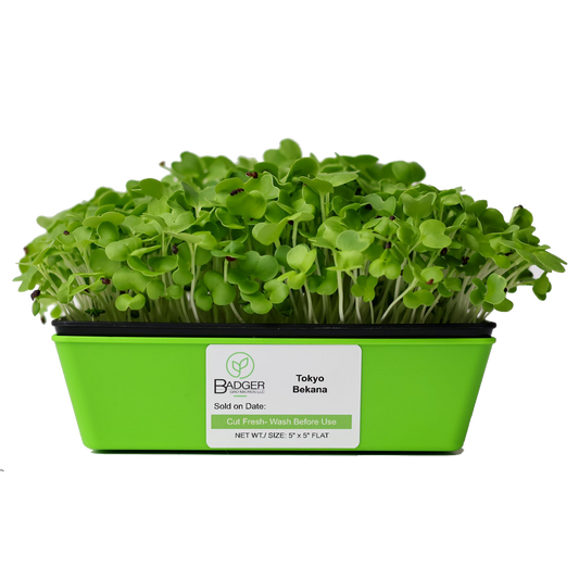 Tokyo Bekana Microgreens