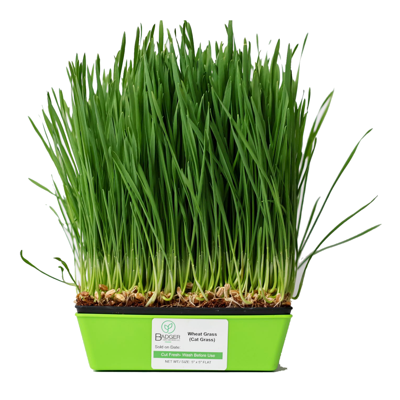 Wheat Grass (AKA Cat Grass) Microgreens