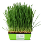 Wheat Grass (AKA Cat Grass) Microgreens