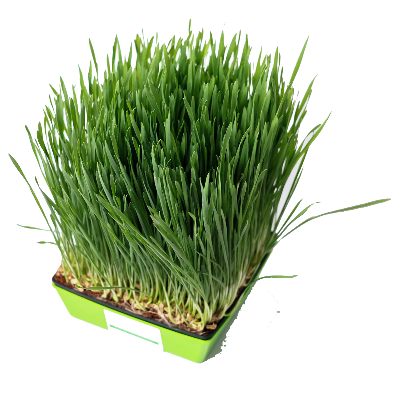 Wheat Grass (AKA Cat Grass) Microgreens