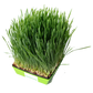 Wheat Grass (AKA Cat Grass) Microgreens